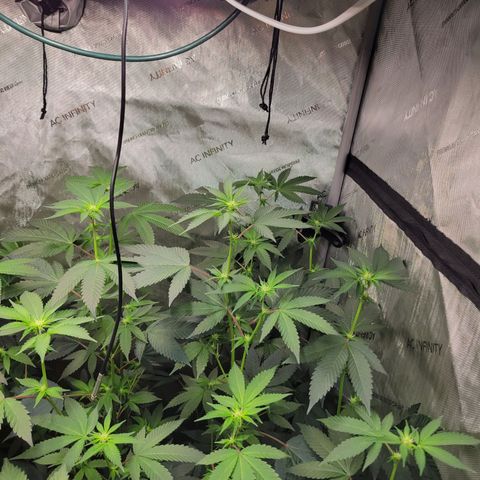 Gelly Biscuit growlog timeline photo