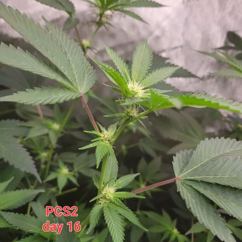 Purple Cream Supreme growlog timeline photo