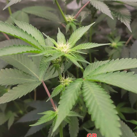 Gelly Biscuit growlog timeline photo
