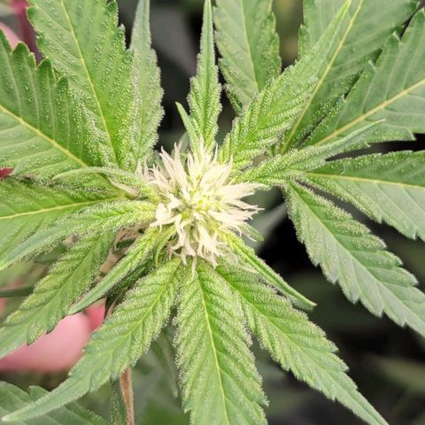 Purple Cream Supreme growlog timeline photo