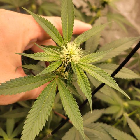 Gelly Biscuit growlog timeline photo