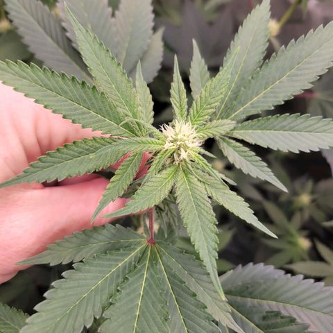 Purple Cream Supreme growlog timeline photo