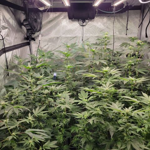 Purple Cream Supreme growlog timeline photo