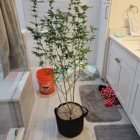 Purple Cream Supreme growlog timeline photo