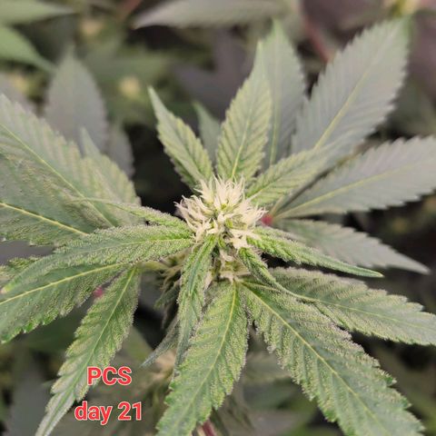 Purple Cream Supreme growlog timeline photo