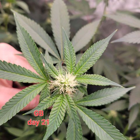 Gelly Biscuit growlog timeline photo