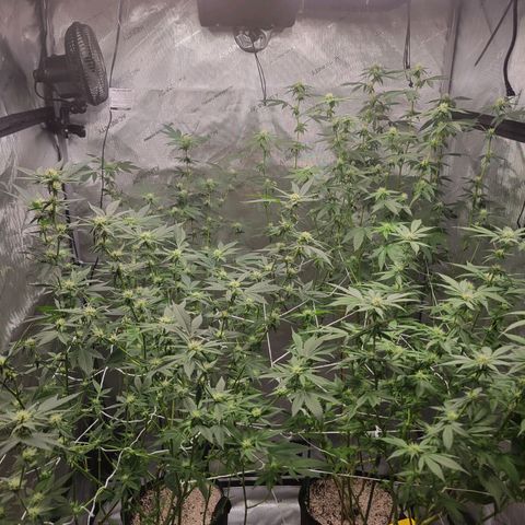 Purple Cream Supreme growlog photo: Net in