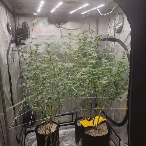 Purple Cream Supreme growlog photo: Net in