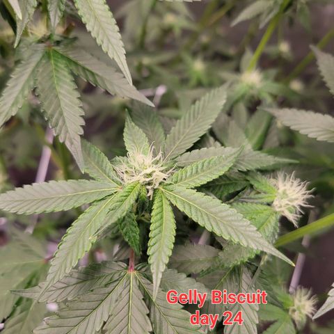 Gelly Biscuit growlog timeline photo