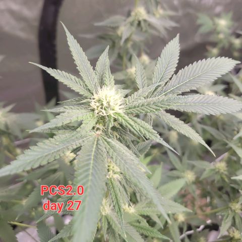 Purple Cream Supreme growlog timeline photo
