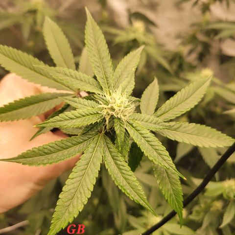 Gelly Biscuit growlog timeline photo