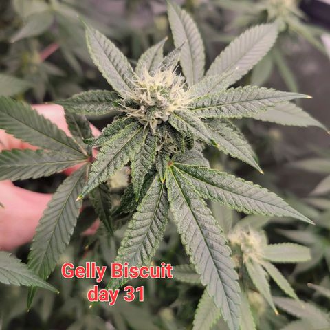 Gelly Biscuit growlog timeline photo