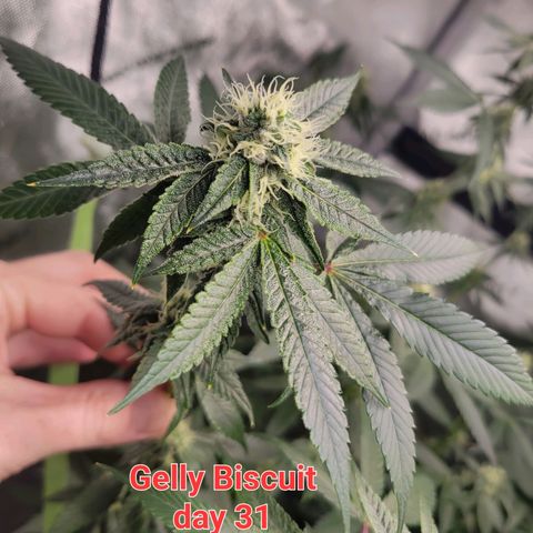 Gelly Biscuit growlog timeline photo