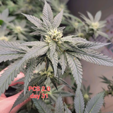 Purple Cream Supreme growlog timeline photo