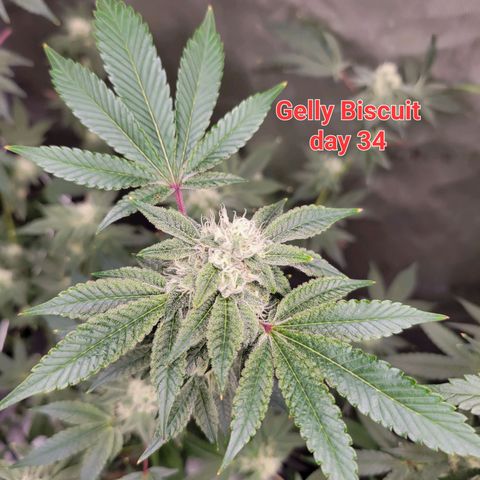 Gelly Biscuit growlog timeline photo