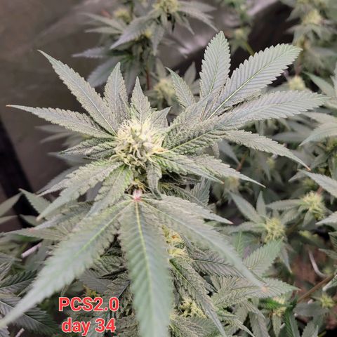 Purple Cream Supreme growlog timeline photo