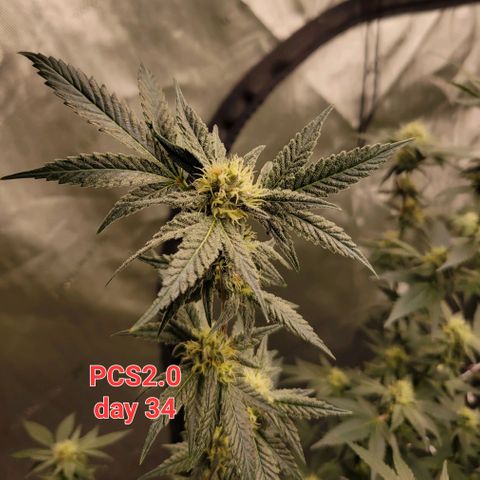 Purple Cream Supreme growlog timeline photo