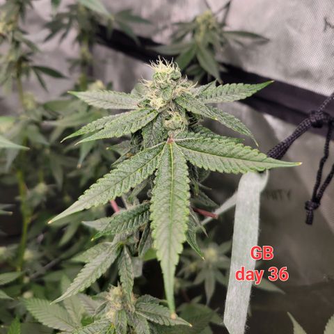 Gelly Biscuit growlog timeline photo