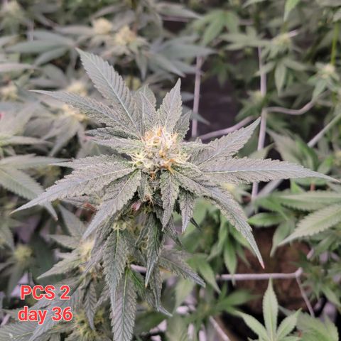 Purple Cream Supreme growlog timeline photo
