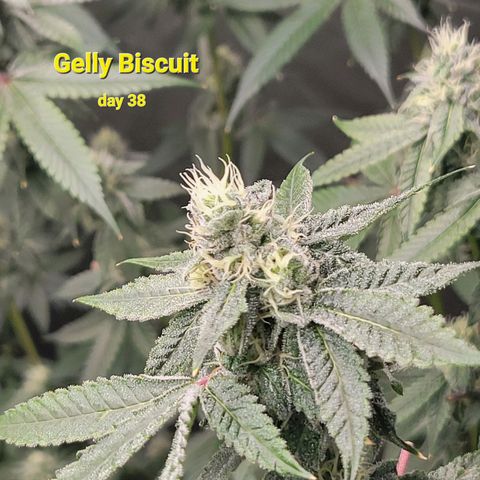 Gelly Biscuit growlog timeline photo