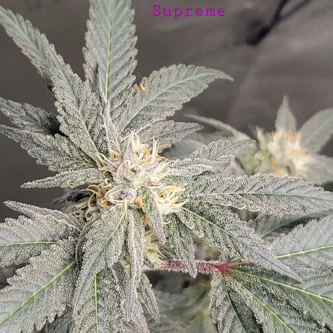 Purple Cream Supreme growlog timeline photo