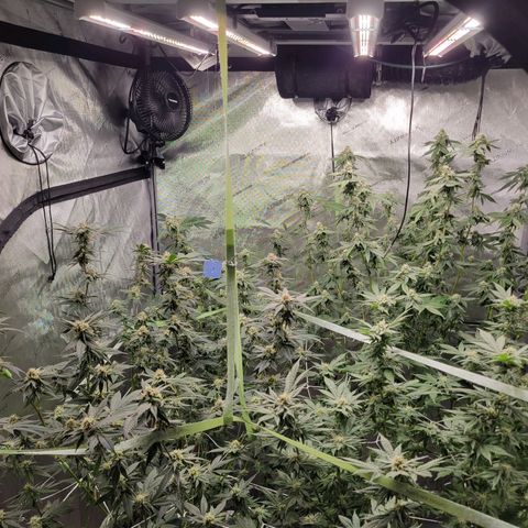 Purple Cream Supreme growlog timeline photo