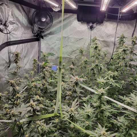 Purple Cream Supreme growlog timeline photo
