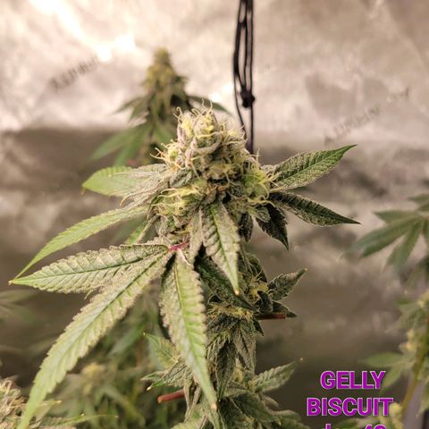 Gelly Biscuit growlog timeline photo
