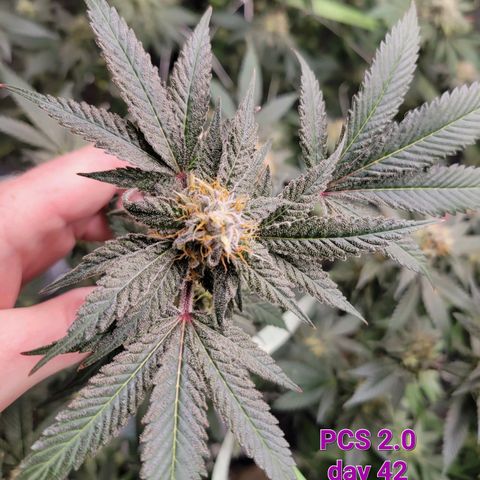 Purple Cream Supreme growlog timeline photo