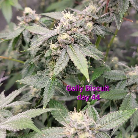 Gelly Biscuit growlog timeline photo