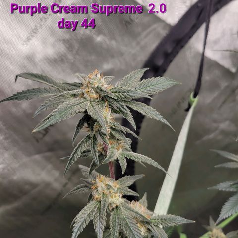 Purple Cream Supreme growlog timeline photo