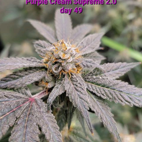 Purple Cream Supreme growlog timeline photo