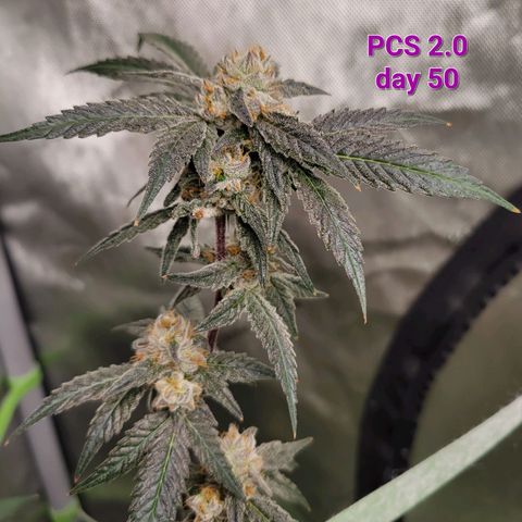 Purple Cream Supreme growlog timeline photo