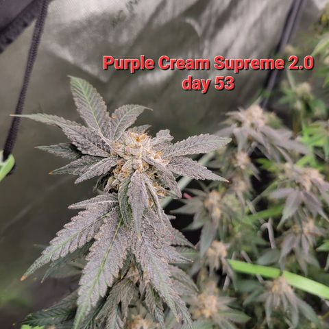 Purple Cream Supreme growlog timeline photo