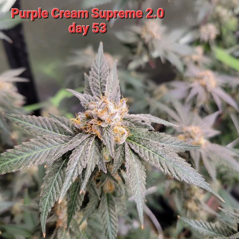 Purple Cream Supreme growlog timeline photo