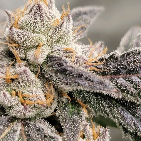 Purple Cream Supreme growlog timeline photo
