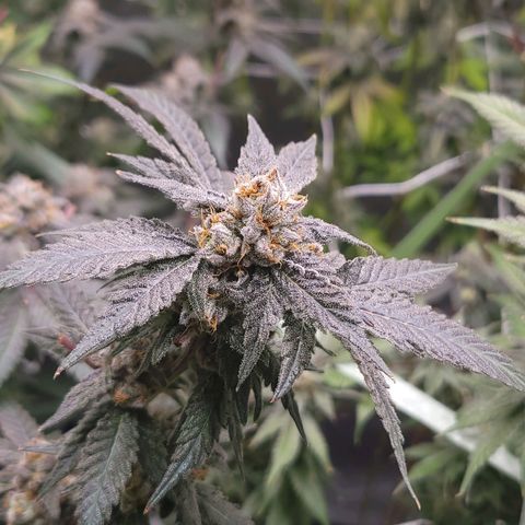 Purple Cream Supreme growlog timeline photo