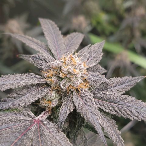 Purple Cream Supreme growlog timeline photo