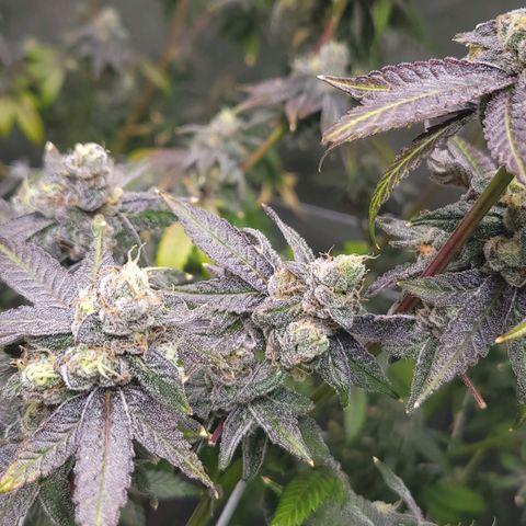 Gelly Biscuit growlog timeline photo