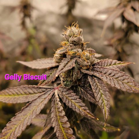 Gelly Biscuit growlog timeline photo