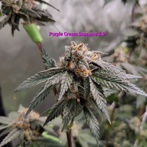 Purple Cream Supreme growlog timeline photo