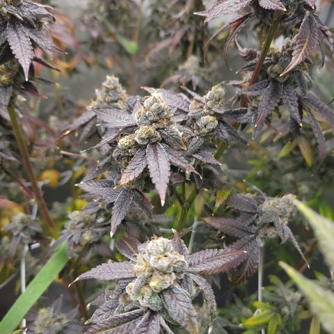 Gelly Biscuit growlog timeline photo