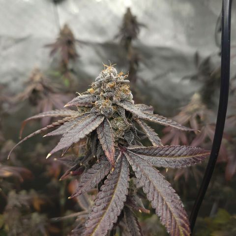 Gelly Biscuit growlog timeline photo