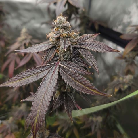 Gelly Biscuit growlog timeline photo