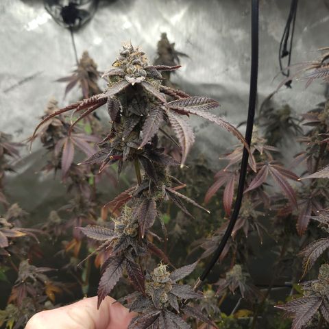 Gelly Biscuit growlog timeline photo