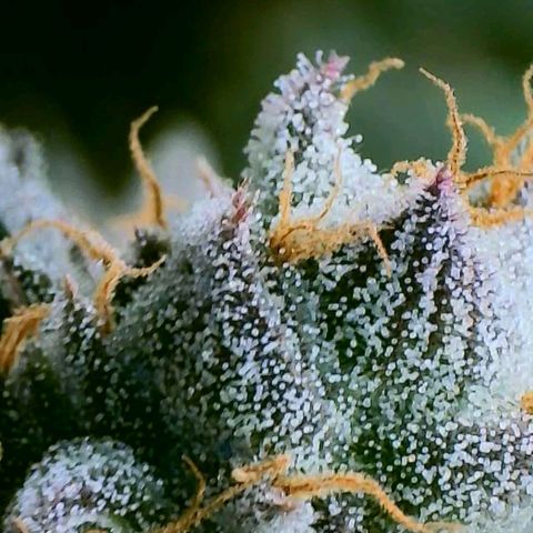 Purple Cream Supreme growlog timeline photo
