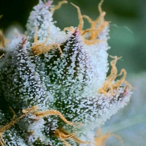 Purple Cream Supreme growlog timeline photo