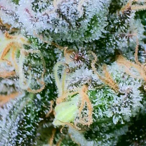Gelly Biscuit growlog timeline photo