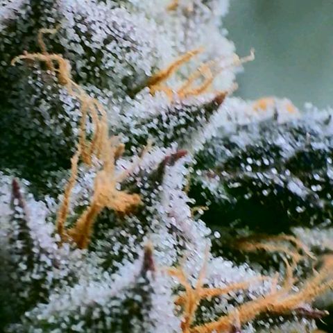 Purple Cream Supreme growlog timeline photo