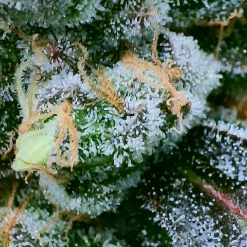 Gelly Biscuit growlog timeline photo